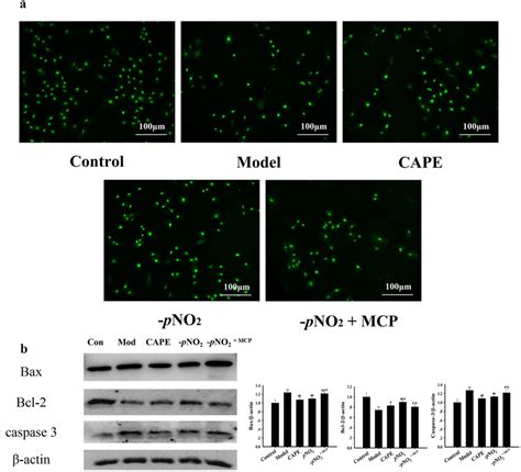 Cape Pno2 Decreased Apoptosis In Lps Induced H9c2 A Ao Staining