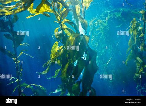 Kelp Forest Monterey Bay Aquarium Monterey Ca Stock Photo Alamy