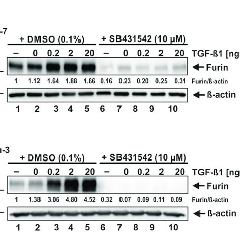 Prevention Of Tgf ß1 Induced Furin Expression By The Alk5 Inhibitor