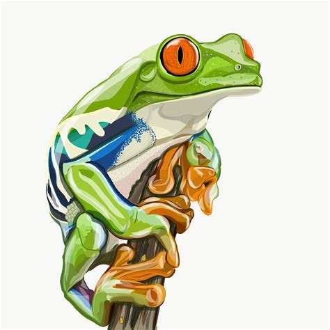 Illustration: Tree Frog on Behance