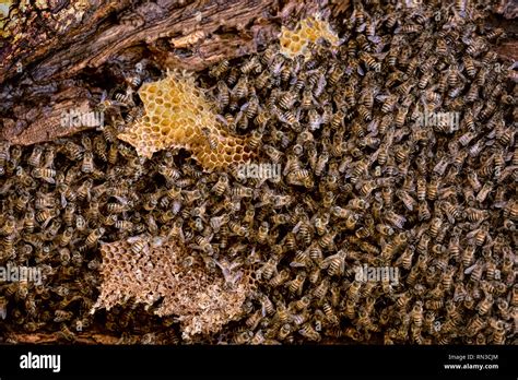 Killer Bees Hi Res Stock Photography And Images Alamy