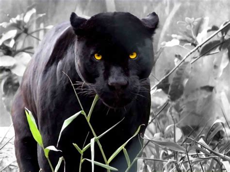 Black Leopard Animal - Animals Species