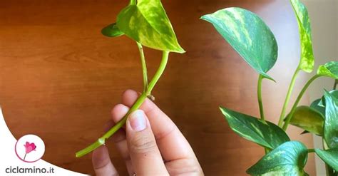 A Person Holding Up A Green Plant With Leaves