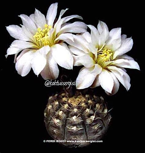 Gymnocalycium Ragonesii kaktüs cactus succulent sukulent Floral