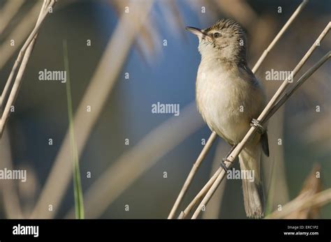 Great Reed Warbler Stock Photo Alamy