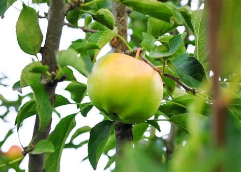 Las Manzanas Maduras Crecen En Una Rama De Manzano Concepto De