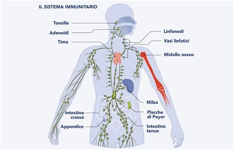 Il Sistema Immunitario Come Funziona Biomedic Center