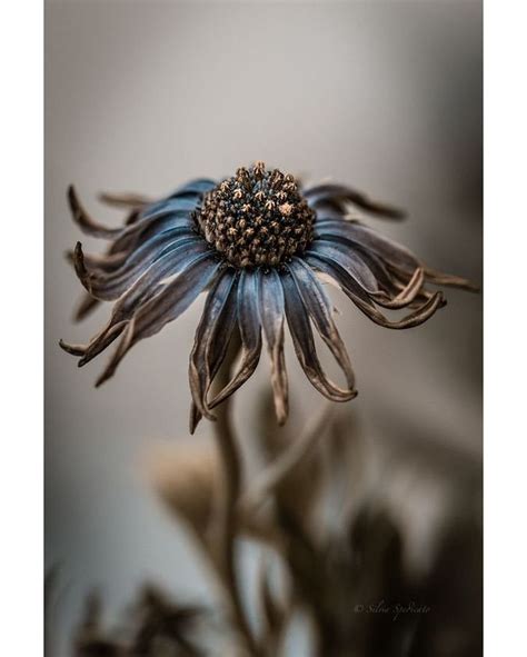 Сю ніч квітка питала квітк | Flowers photography beautiful, Flowers ...
