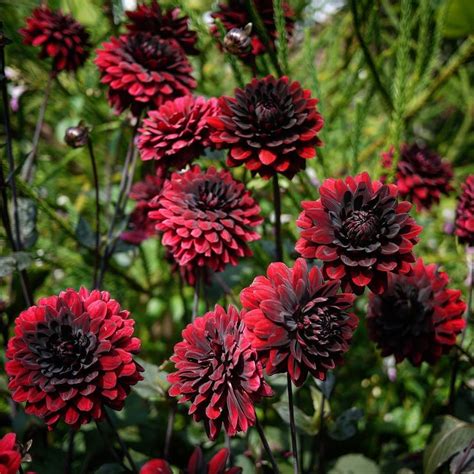 Arabian Night Dahlia Flower Farm Goth Garden Planting Flowers