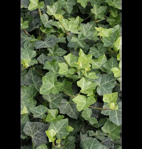 Hedera helix hibernica Großblättriger Irischer Efeu 1A Garten Ammer