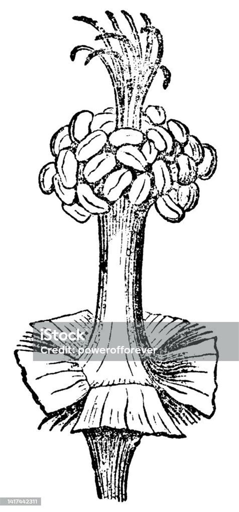 Mallow Flower Monadelphous Stamen 19th Century Stock Illustration ...