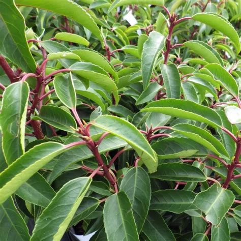 Quand Planter Le Laurier Du Portugal Pour Une Haie Naturelle