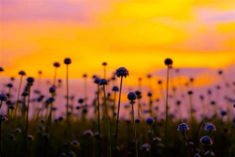 Flower Field Silhouette Stock Photos Images And Backgrounds For Free