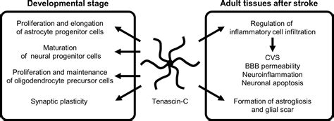 Frontiers The Role Of Tenascin C In Tissue Injury And Repair After Stroke