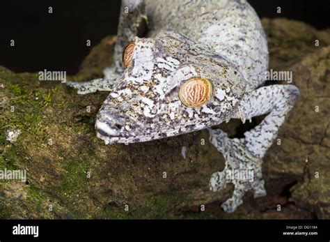 Giant Gecko Queue De Feuille Uroplatus Fimbriatus Peyrieras Nature