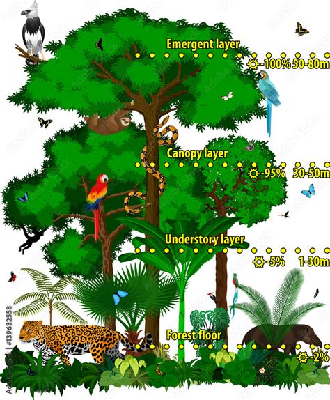 Rainforest Understory Layer Animals