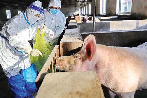 African Swine Fever Ripple Effect Across The World