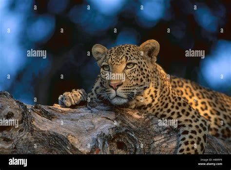 Leopard Panthera Pardus Laying In Tree Sabi Sands Private Game