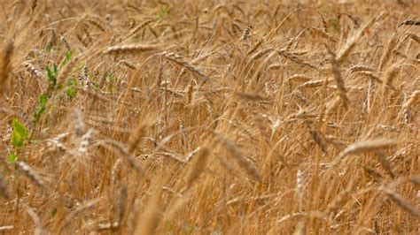 Campo De Trigo Espigas De Trigo Dourado Close Up Foto Premium