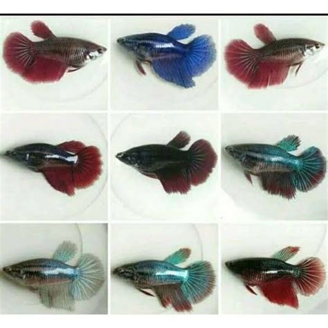 Jual Ikan Hias Cupang Halfmoon Betina Ikan Betina Cupang Ekor Lebar