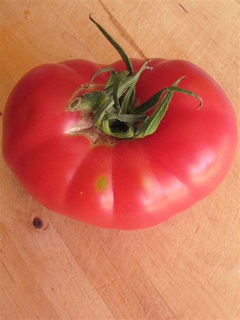 Tomate Berner Rosen Ist Eine Alte Robuste Schweizer Z Chtung F R Den