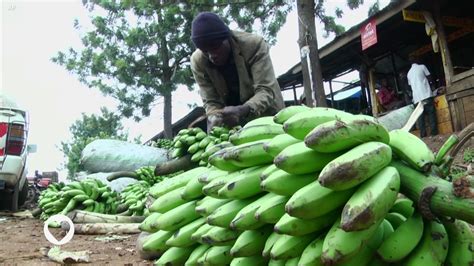 O Que é Organismos Geneticamente Modificados