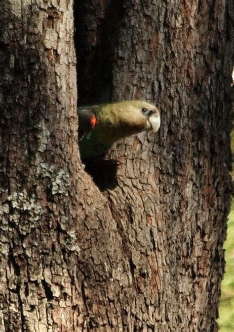 Cape Parrot | Poicephalus robustus | World Parrot Trust