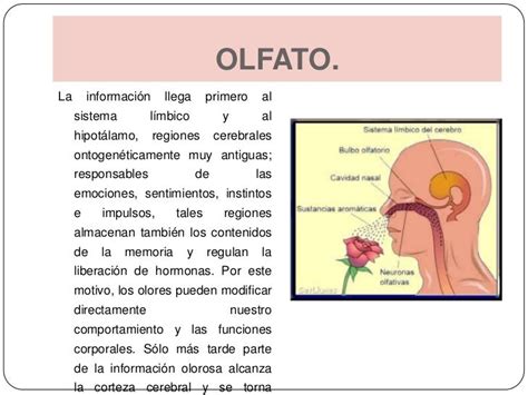 Sentido del gusto y olfato