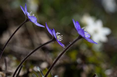 Hepatica Spring Flower Free Photo On Pixabay Pixabay