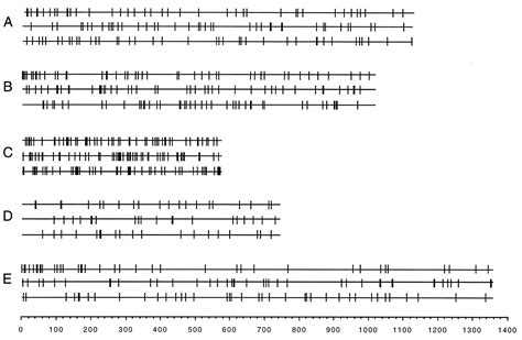 Intron Sliding And The Diversity Of Intron Positions PNAS