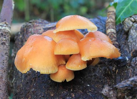 Flammulina velutipes: Identification, Look-Alikes, Health Benefits ...