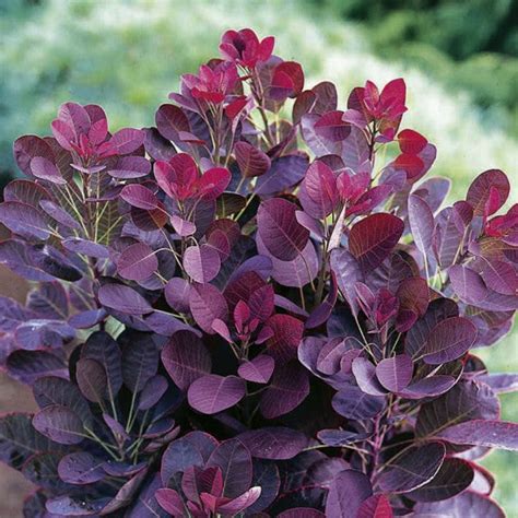 Royal Purple Smoke Tree Candj Gardening Center