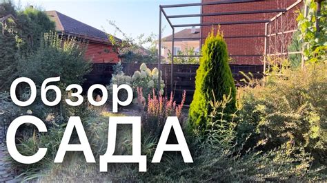 Прогулка по саду. Обзор большого миксбордера. ХВОЙНЫЕ КУСТАРНИКИ ...