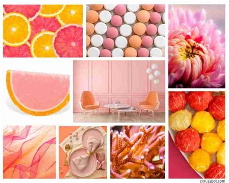 Beautiful Citrus Pink Colour Combinations To Brighten Your Day Citrus