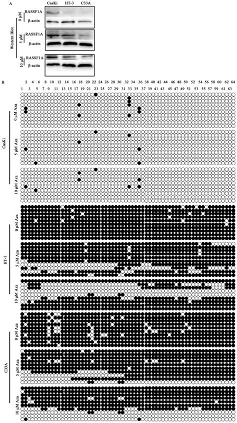 Hpv Oncogenes E Or And E May Influence The Methylation Status Of