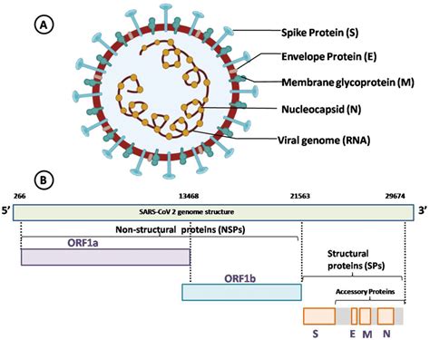 Pictures Depicting The Structure Organization And Orfs Of Sars Cov2 A