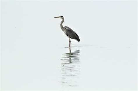 Grey Heron Lake Water Free Photo On Pixabay Pixabay