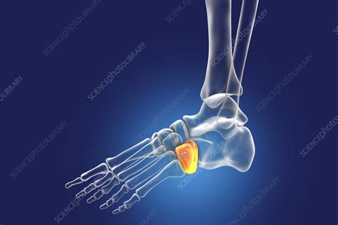 Cuboid Bone Illustration Stock Image F0366553 Science Photo Library