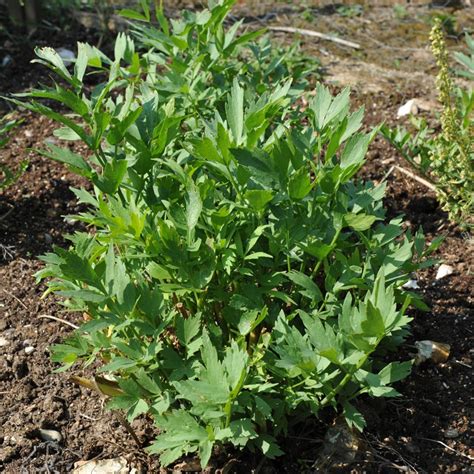 Lovage Plant (Levisticum officinale)