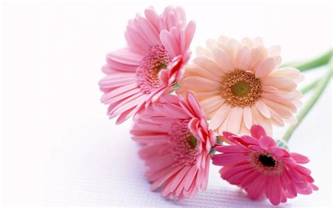 Gerbera Daisies Wallpaper - WallpaperSafari