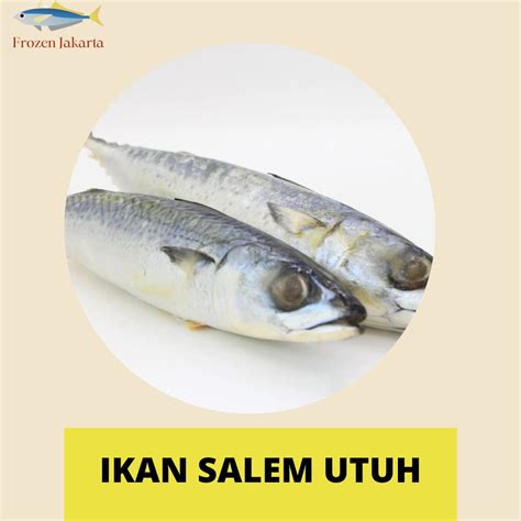 Ikan Salem Utuh Frozen Jakarta Frozen Jakarta