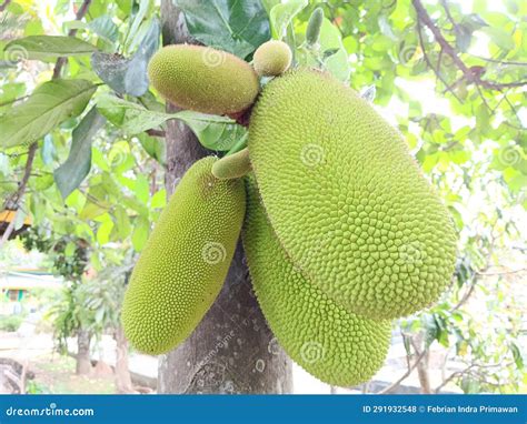 A Jackfruit Growing On A Tree At A Plantation On Bali Stock Photography