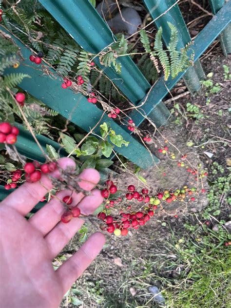 What are these berries? (UK) : r/whatsthisplant