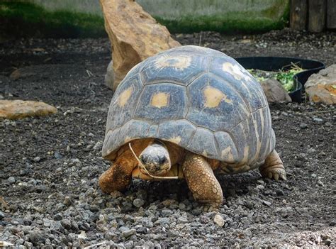 Tortue rayonnée Nature et Zoo l actualité des parcs zoologiques