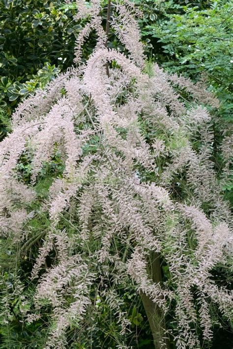 Arbusto Florido Saltcedar Tamarix Ramosissima Imagen de archivo - Imagen de foto, cedro: 248722719