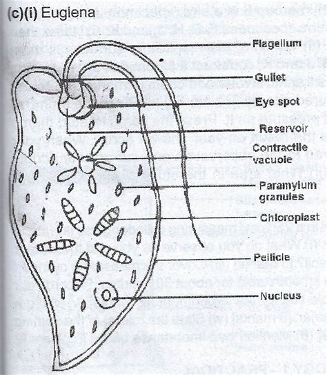 Labelled Diagram Of Euglena