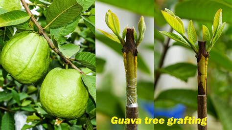 Guava Tree Grafting Techniques Grafting Fruit Trees Youtube