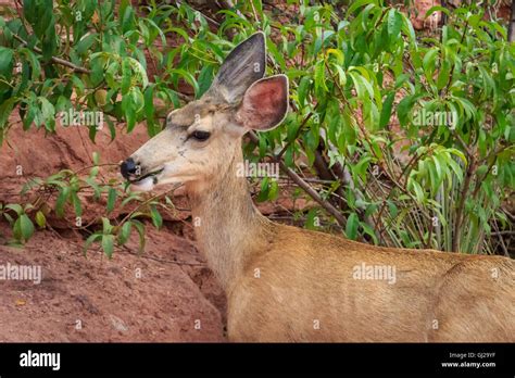 A Mule Deer Doe Is Feeding Near A Road In The Garden Of The Gods Stock