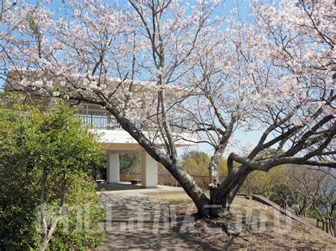 淡路島の隠れた桜の名所「生石公園」（洲本市）要塞の遺構と桜のコラボも楽しめる