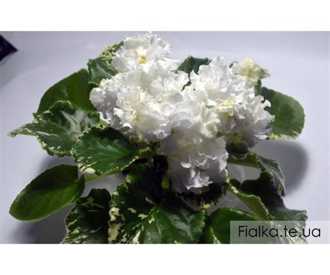 Белая Камелия Фиалка Фото – Telegraph